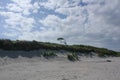 Windswept tree on the Weststrand, at the Peninsula Fischland-DarÃÅ¸-Zingst at the Baltic Sea